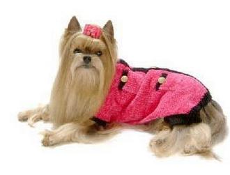 Cagnolino